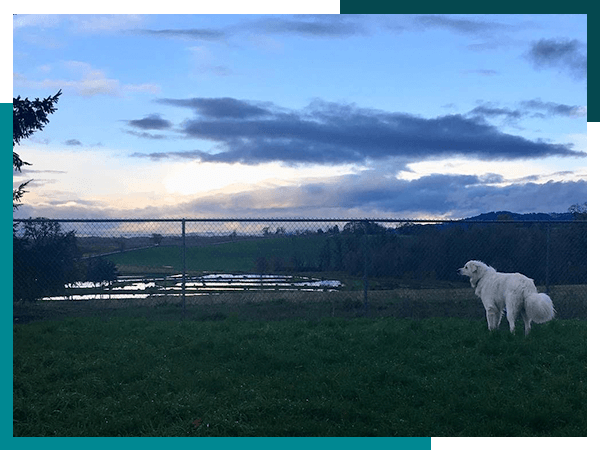 Dog playing outside at Ankeny Hill Resort & Boarding