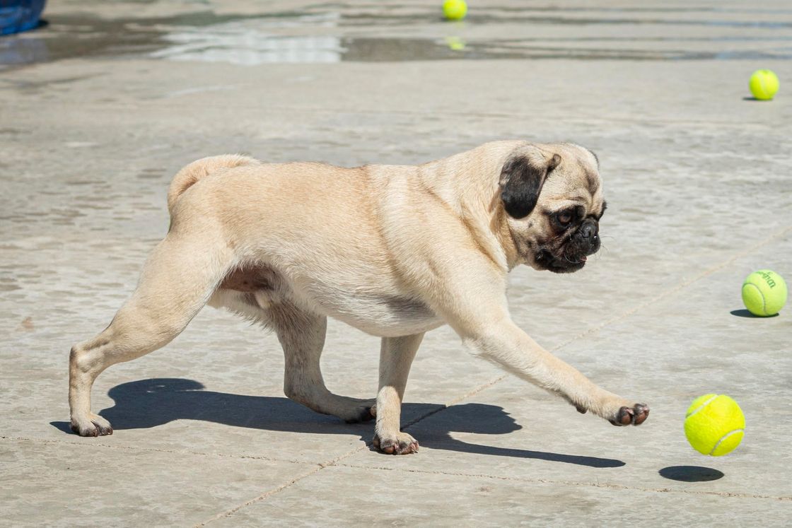 Pug playing with ball at Ankeny Hill Resort & Boarding