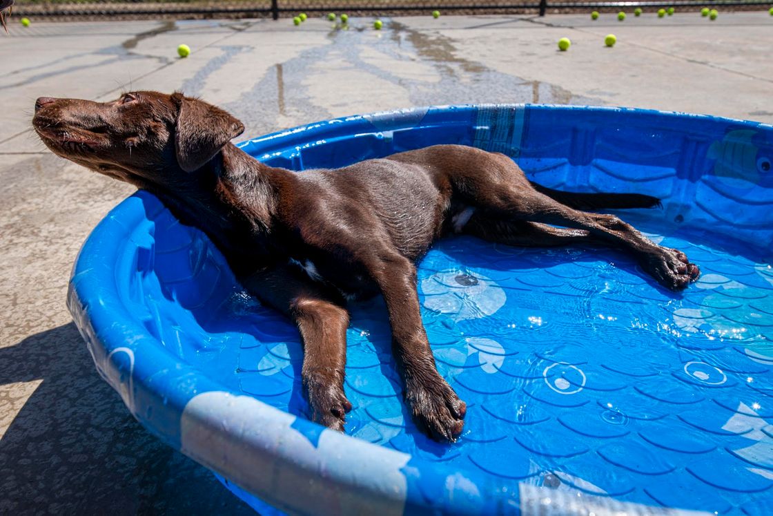 Dog relaxing in pool at Ankeny Hill Resort & Boarding