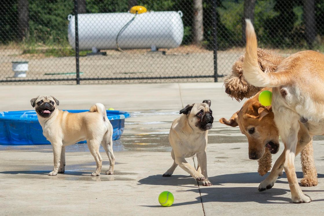 Dogs playing with balls at Ankeny Hill Resort & Boarding