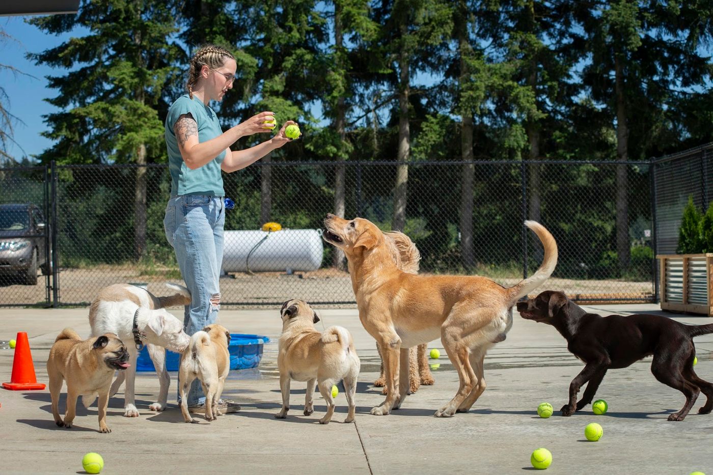 Dog Trainer at Ankeny Hill Resort and Boarding